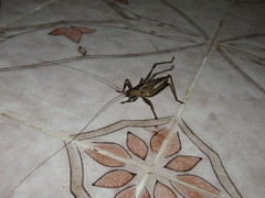 Ancistrocercus circumdatus