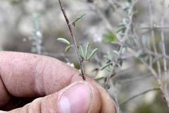 Indigofera sp11