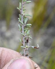 Indigofera sp11