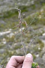 Indigofera sp11