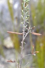 Indigofera sp11
