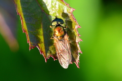 Chloromyia formosa