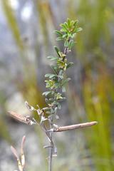 Indigofera sp11