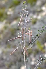 Indigofera sp11