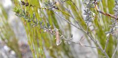 Indigofera sp11
