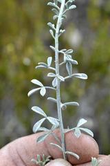 Indigofera sp11