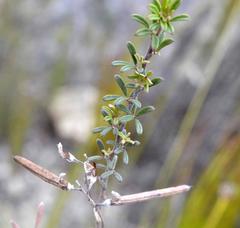 Indigofera sp11