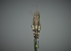 Oedipoda germanica meridionalis
