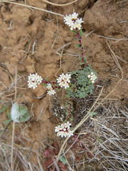 Crassula setulosa setulosa