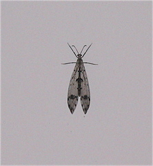 Dendroleon obsoletus