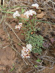 Crassula setulosa setulosa