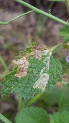 Amauromyza morionella