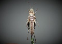 Oedipoda germanica meridionalis