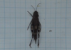 Oedipoda germanica meridionalis