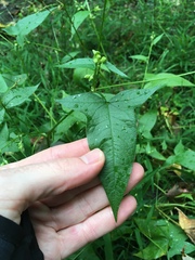 Persicaria arifolia