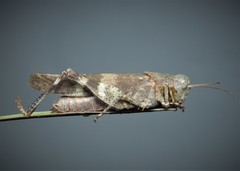 Oedipoda germanica meridionalis