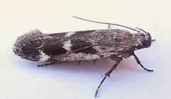 Filatima obidenna