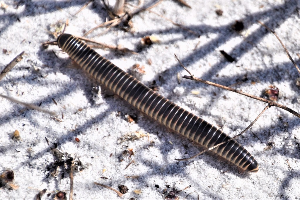 Florida Ivory Millipede From Polk County FL USA On September 23 2021 florida-ivory-millipede-from-polk-county-fl-usa-on-september-23-2021