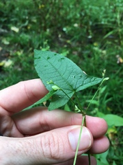 Persicaria arifolia