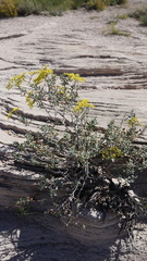 Eriogonum corymbosum