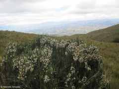 Diplostephium ericoides
