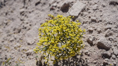 Eriogonum corymbosum