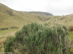 Diplostephium ericoides