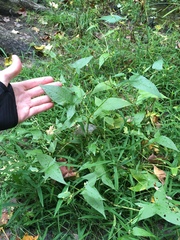 Persicaria arifolia