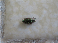 Chrysobothris capitata