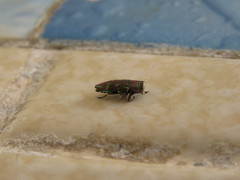 Chrysobothris capitata