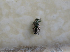 Chrysobothris capitata