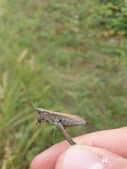 Chorthippus dorsatus