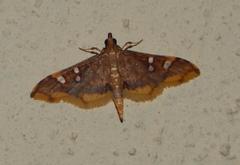 Prophantis smaragdina