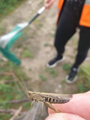 Glyptobothrus