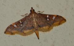 Prophantis smaragdina