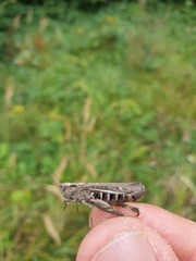 Glyptobothrus