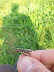 Chorthippus dorsatus