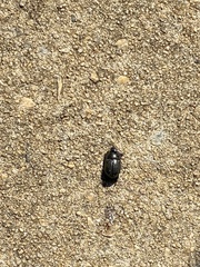 Euetheola