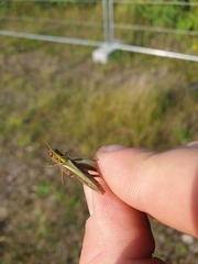Glyptobothrus