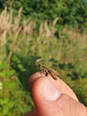 Chorthippus dorsatus