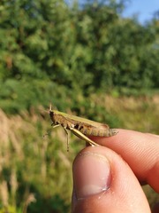 Chorthippus dorsatus