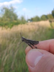 Glyptobothrus
