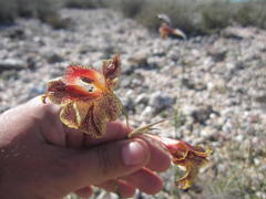 Gladiolus maculatus