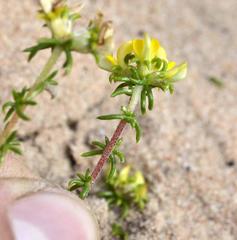 Aspalathus crassisepala