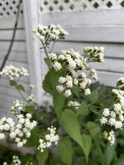 Ageratina altissima