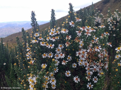 Diplostephium ericoides