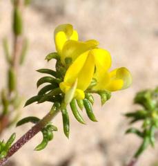 Aspalathus crassisepala