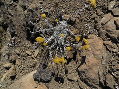 Helichrysum subglomeratum