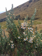 Diplostephium ericoides