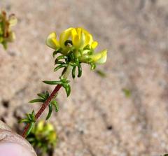Aspalathus crassisepala